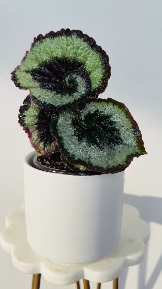 Begonia Escargot