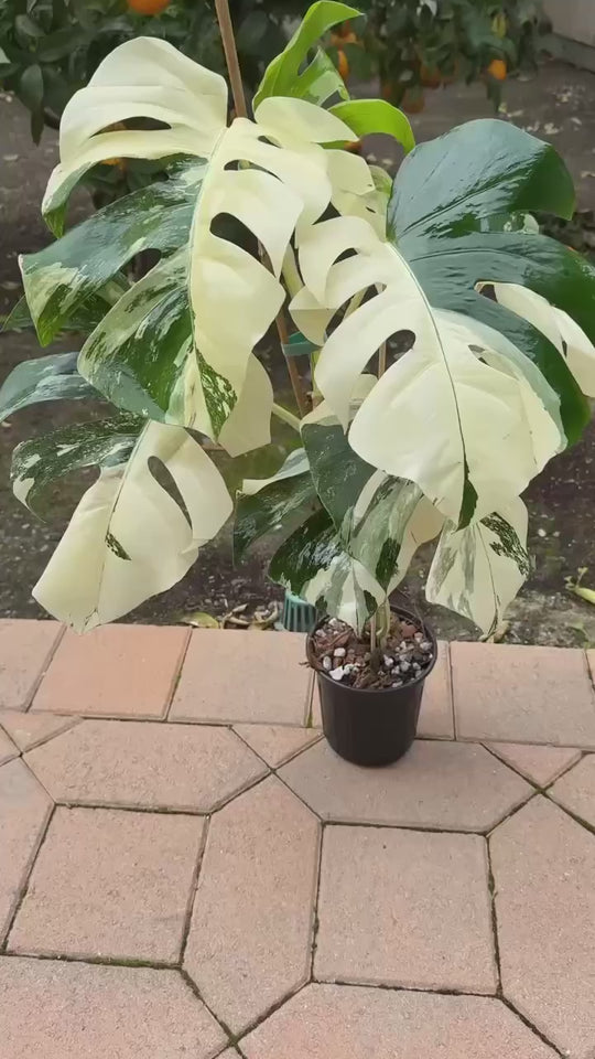 Variegated Monstera Albo (XL)