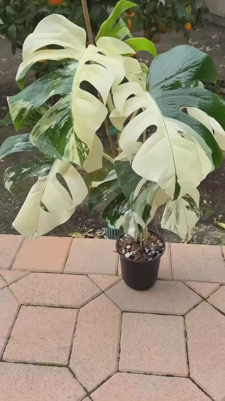 Variegated Monstera Albo - Rare Variegation