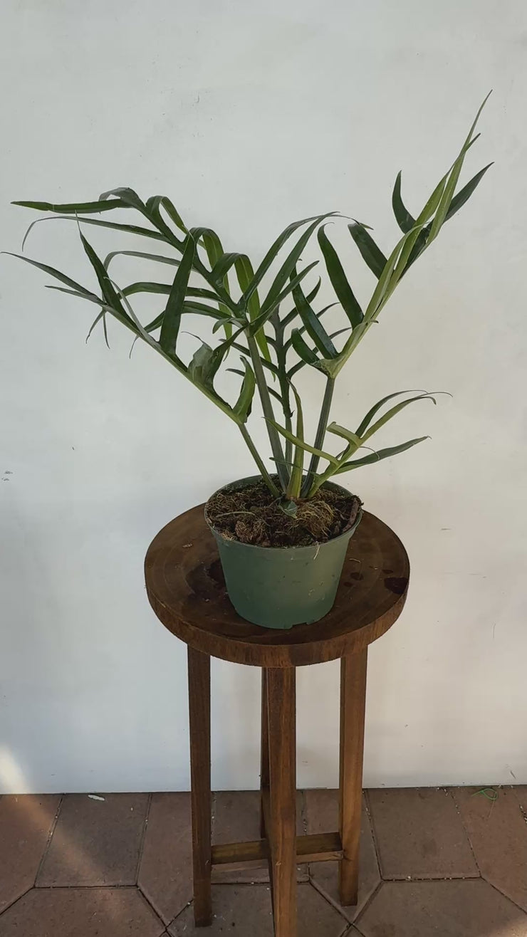 Philodendron Tortum  Plant Vault