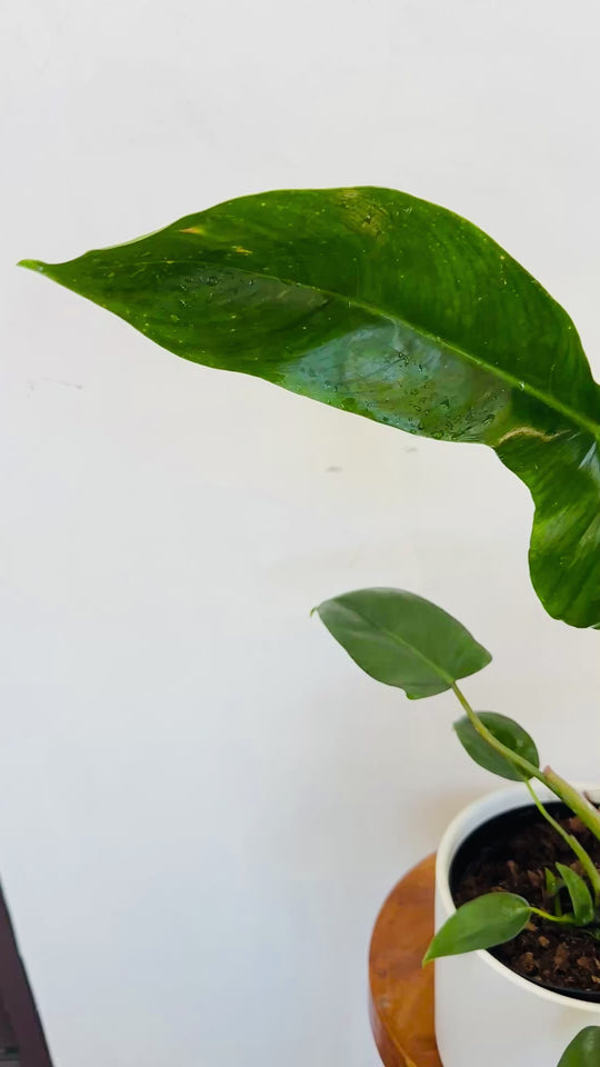 Philodendron Mexicanum 'Latisagittum'