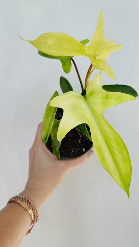 Philodendron Florida Ghost