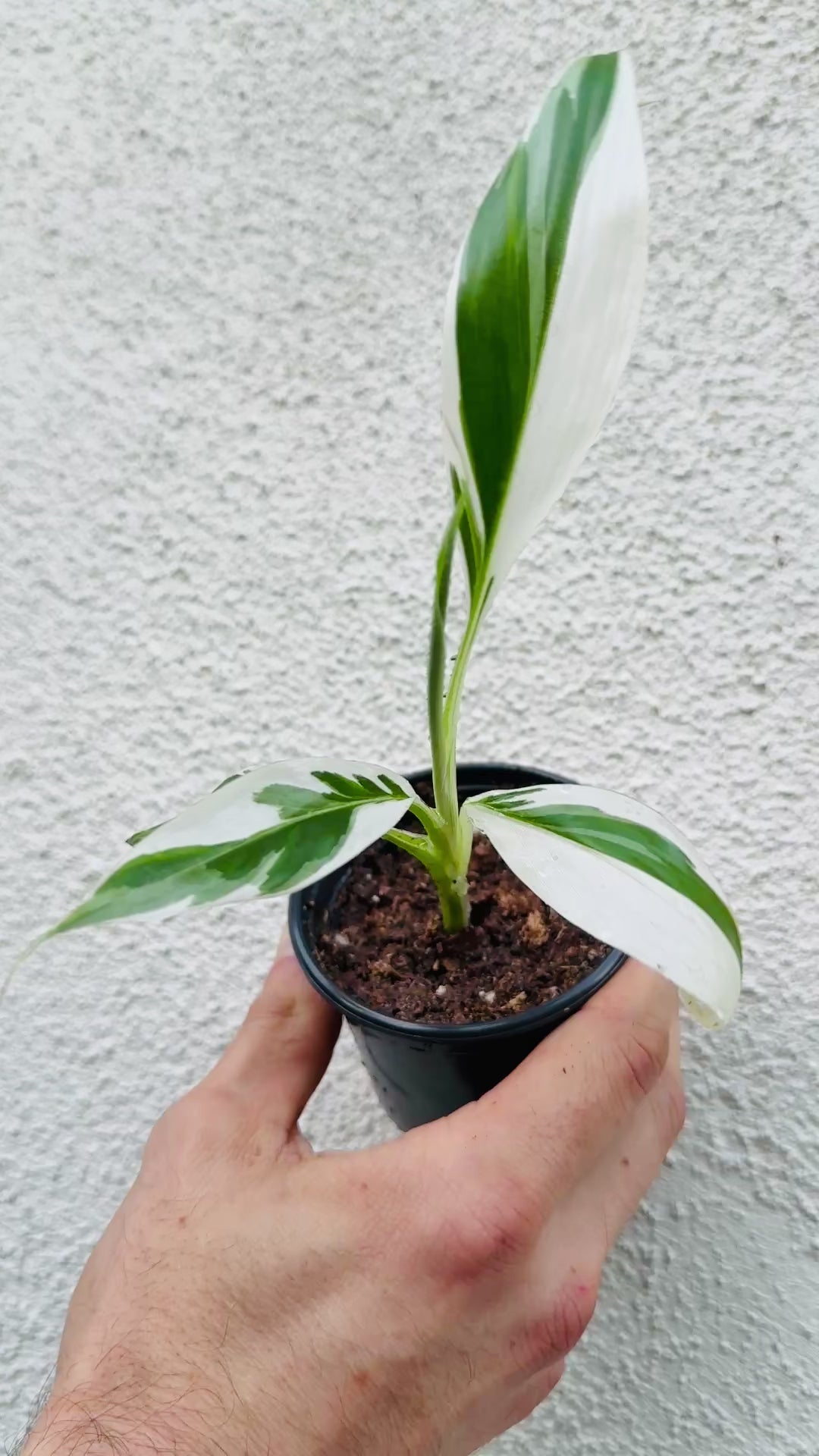 Variegated Banana Musa Flordia