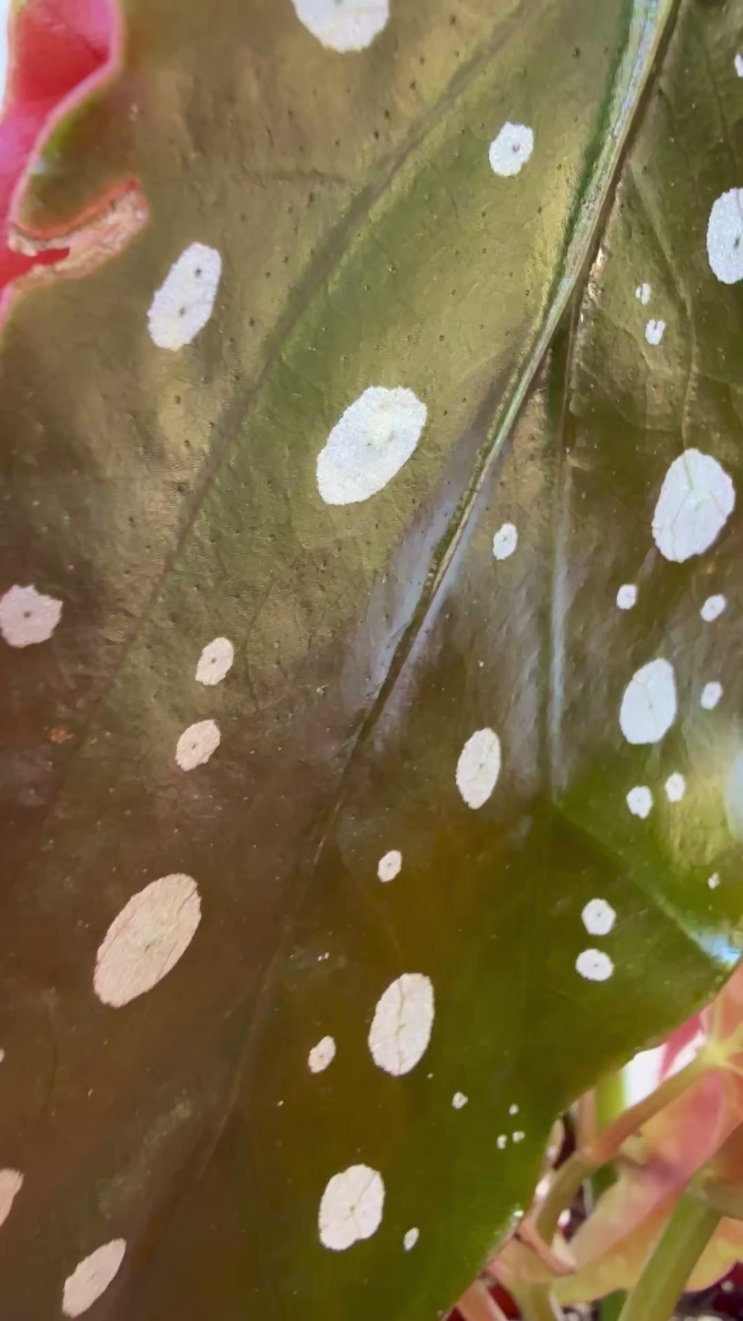 Angel Wing Begonia video