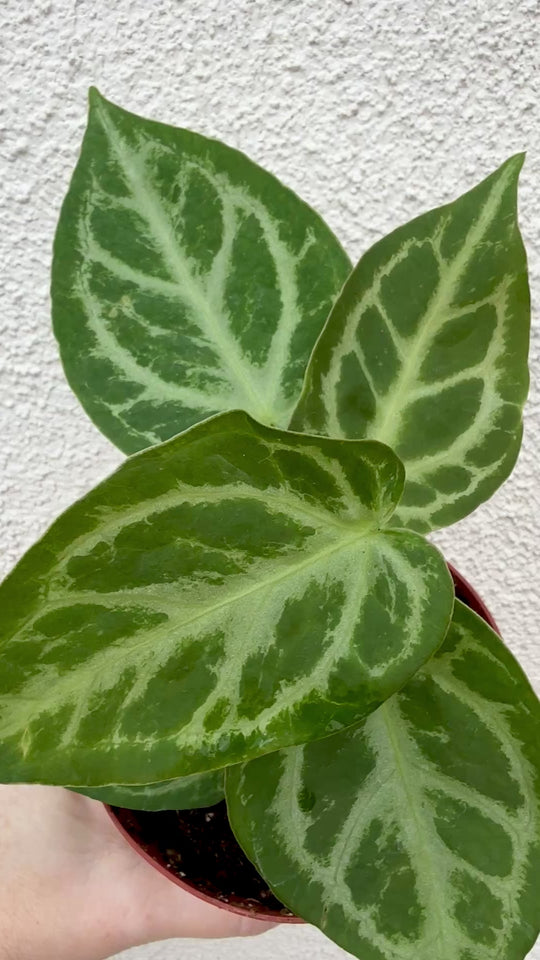 Rare Anthurium Silver Blush