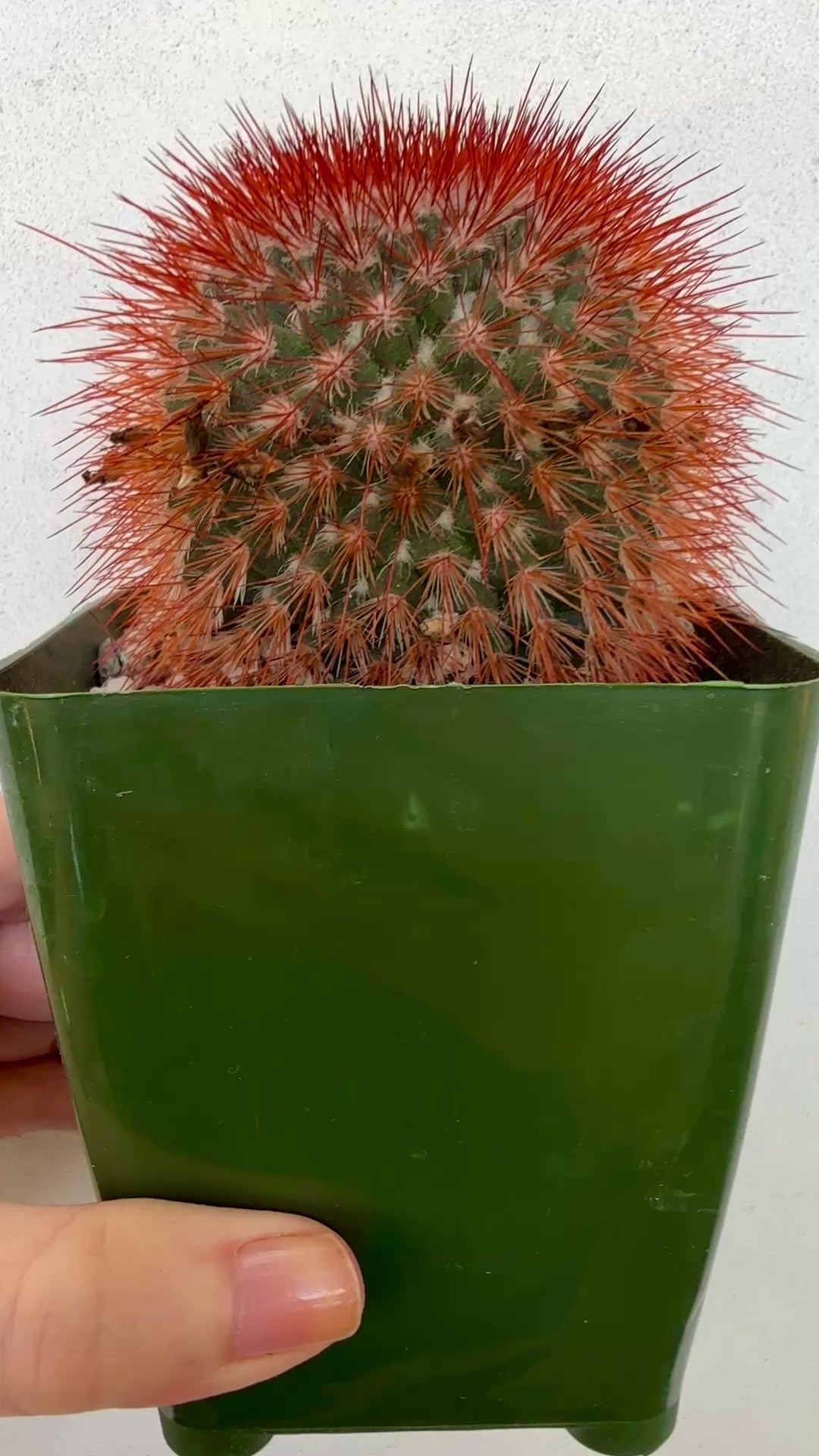 Red Headed Irishman Rare Cactus Plant 