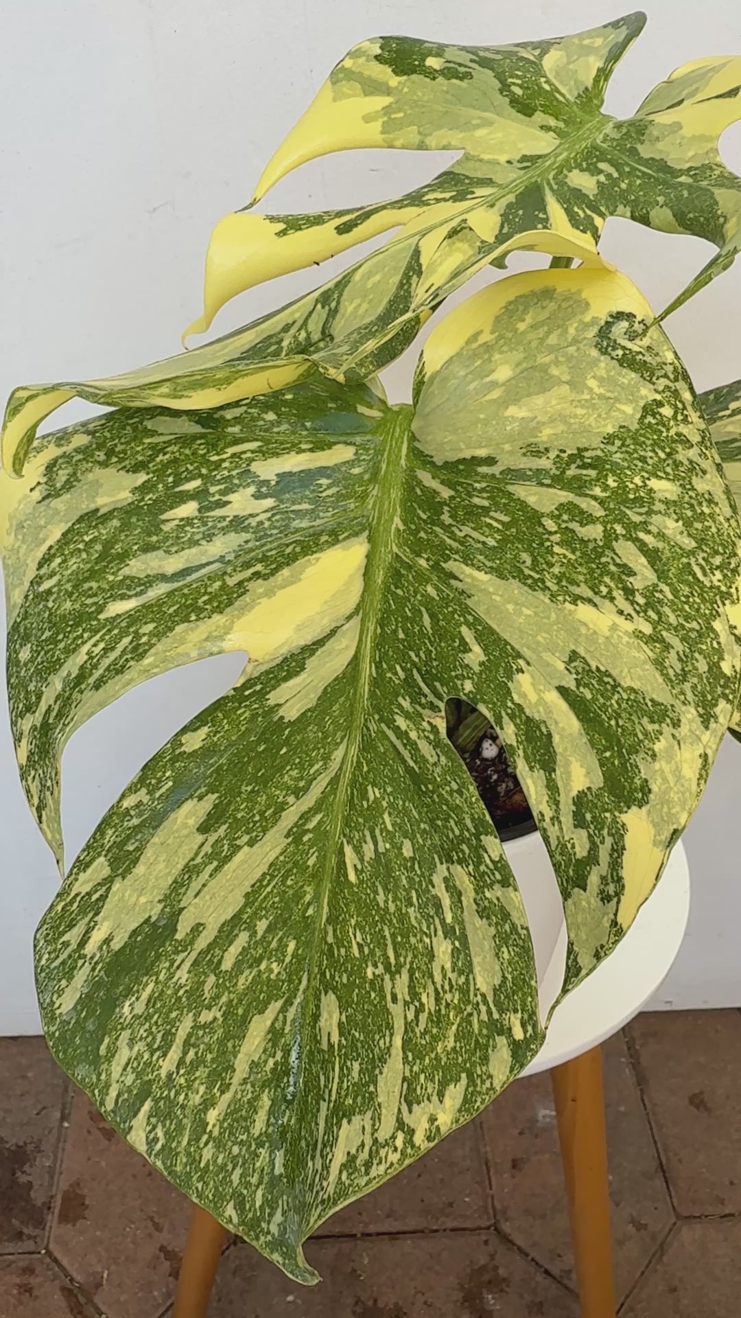 Variegated Monstera Creme Brulee