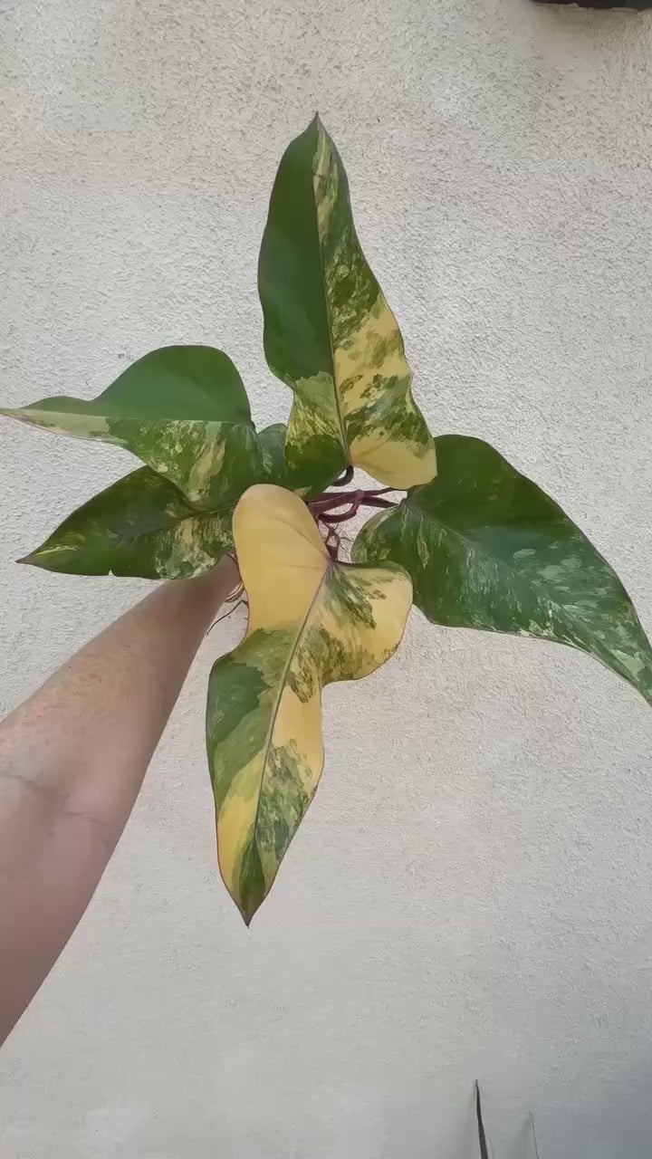 Philodendron Domesticum Variegated – Plant Vault