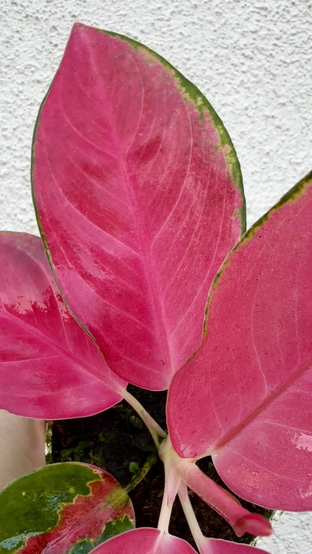 Aglaonema Lucky rare aglaonema