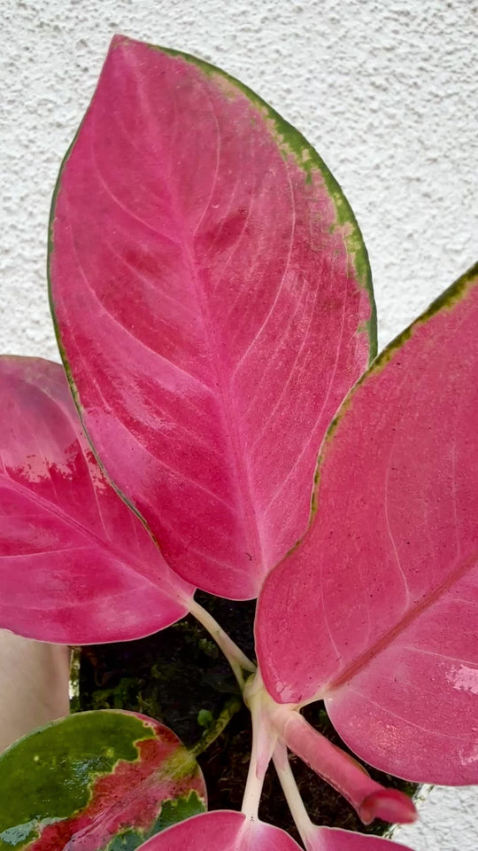 Aglaonema Lucky rare aglaonema
