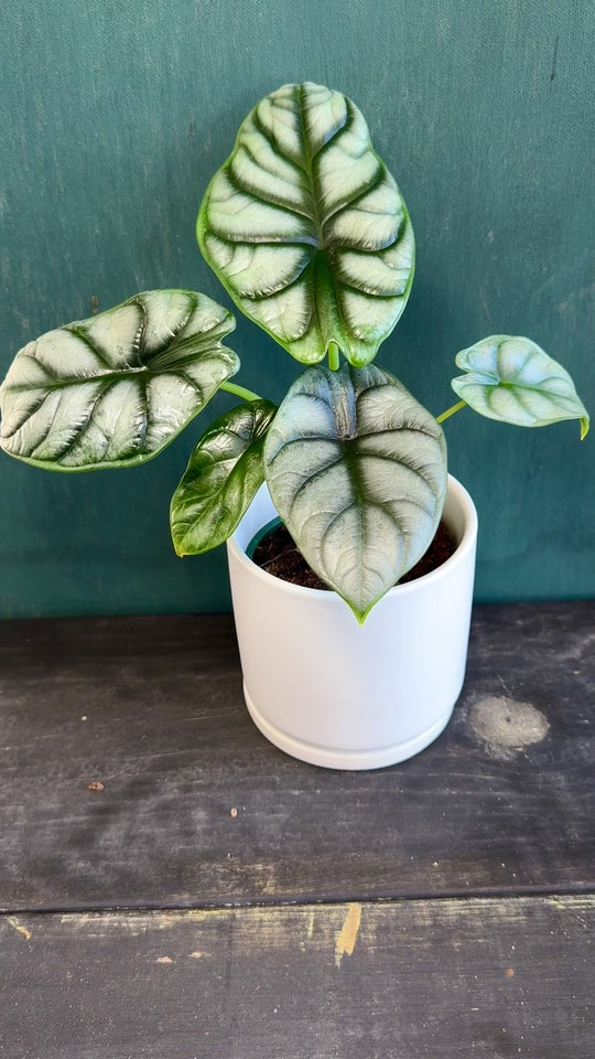 Alocasia Silver Dragon