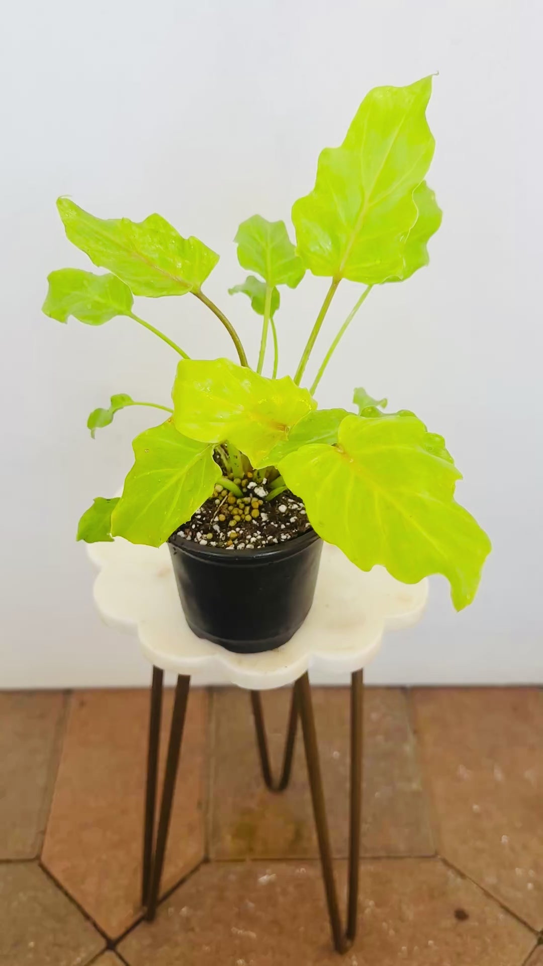 Philodendron warszewiczii