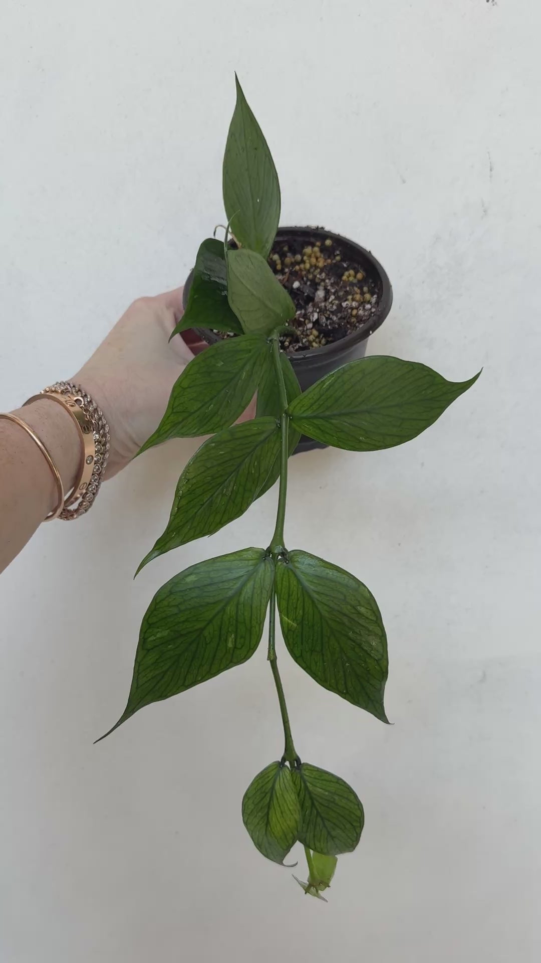 Hoya polyneura