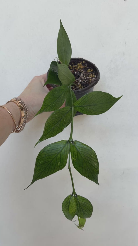 Hoya polyneura