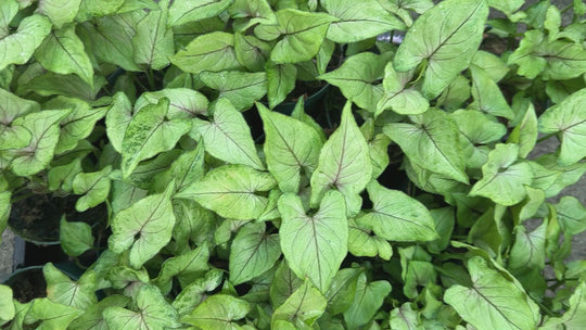 Syngonium Pink Allusion