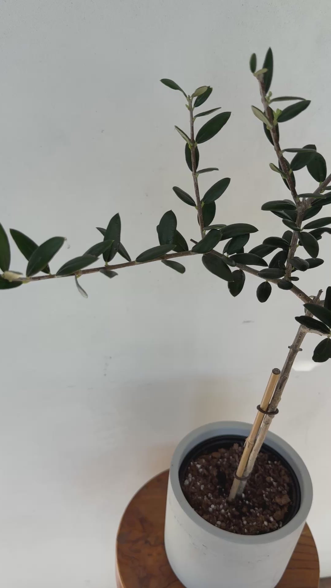 Olea Europaea Olive Topiary (live plant)
