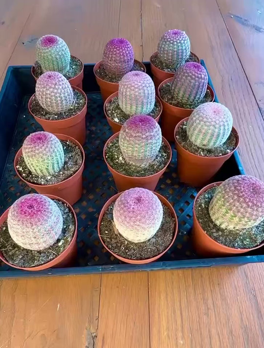 Rainbow Hedgehog Cactus