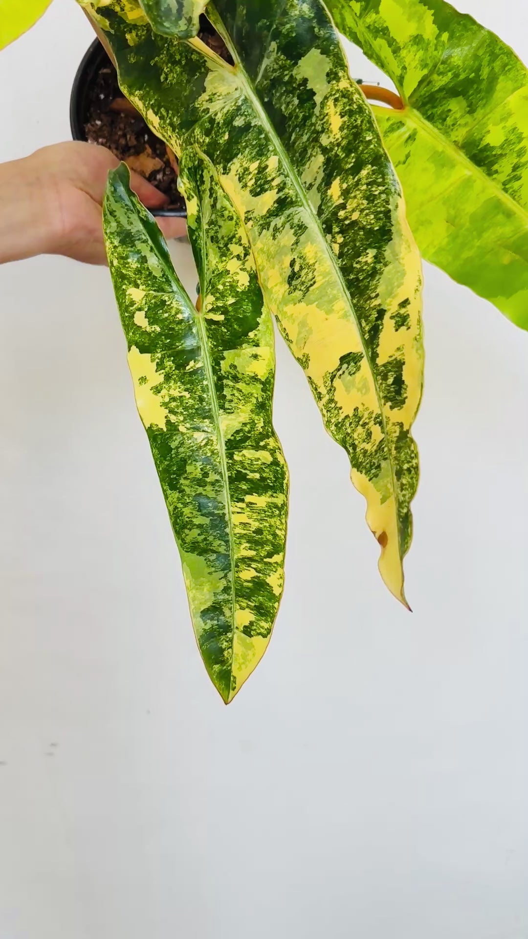 Philodendron Variegated Billietiae video