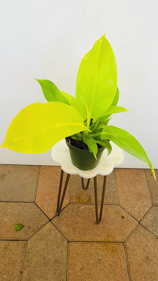 Philodendron Moonlight
