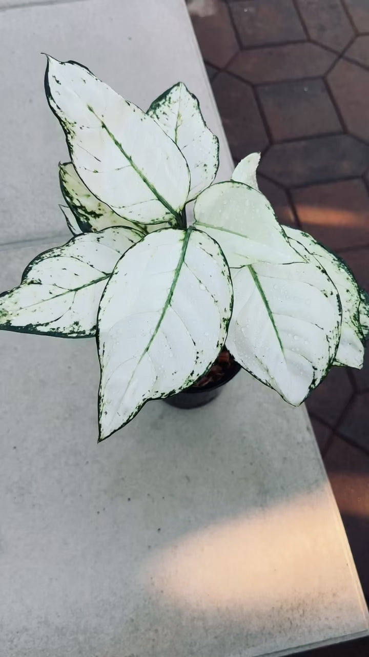 aglaonema white Aglaonema Super White – Plant Vault