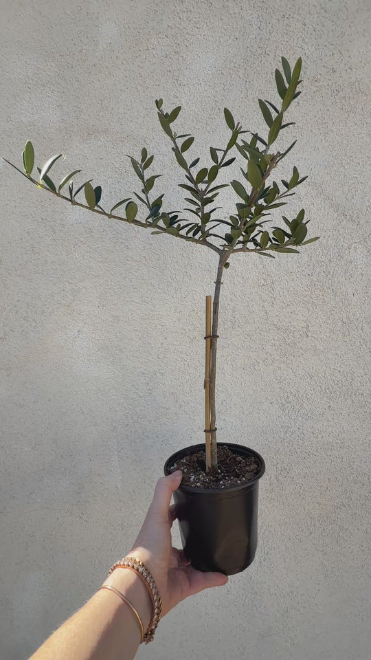 Olea Europaea Olive Topiary (live plant)