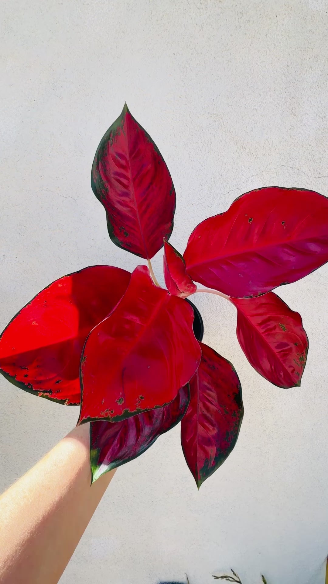 Aglaonema Suksom Jaipong - Thumbnail 2