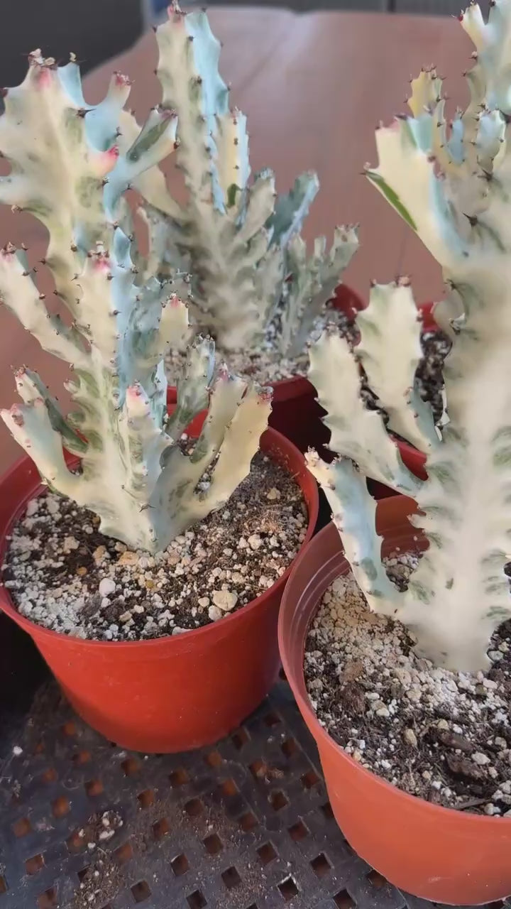Ghost Cactus video