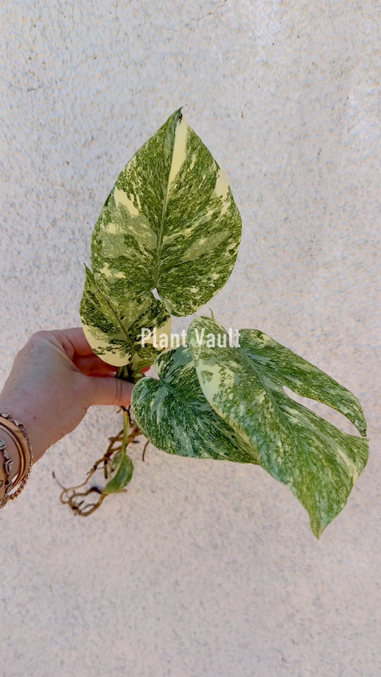 Monstera Legacy variegated monstera