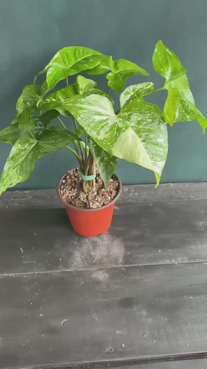 Syngonium Panda – Plant Vault