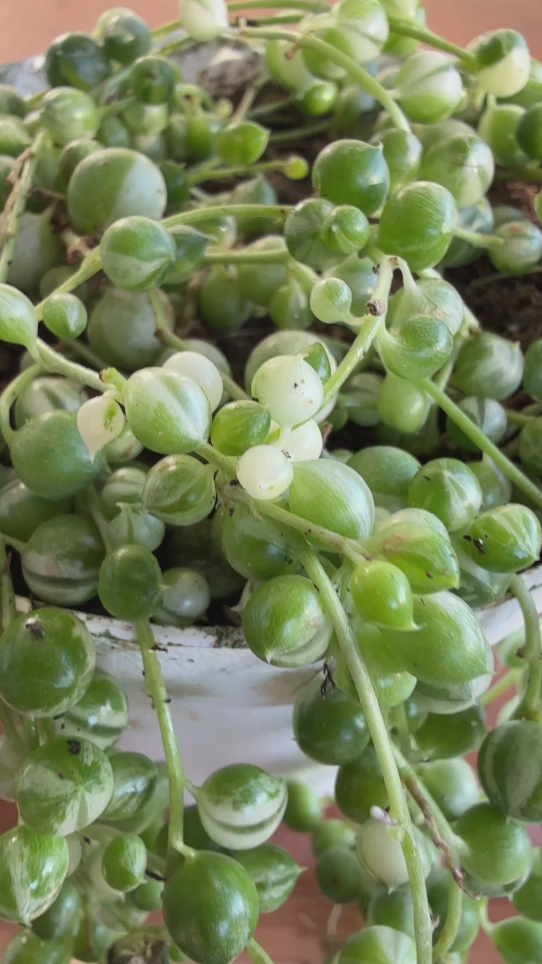 variegated string of peals