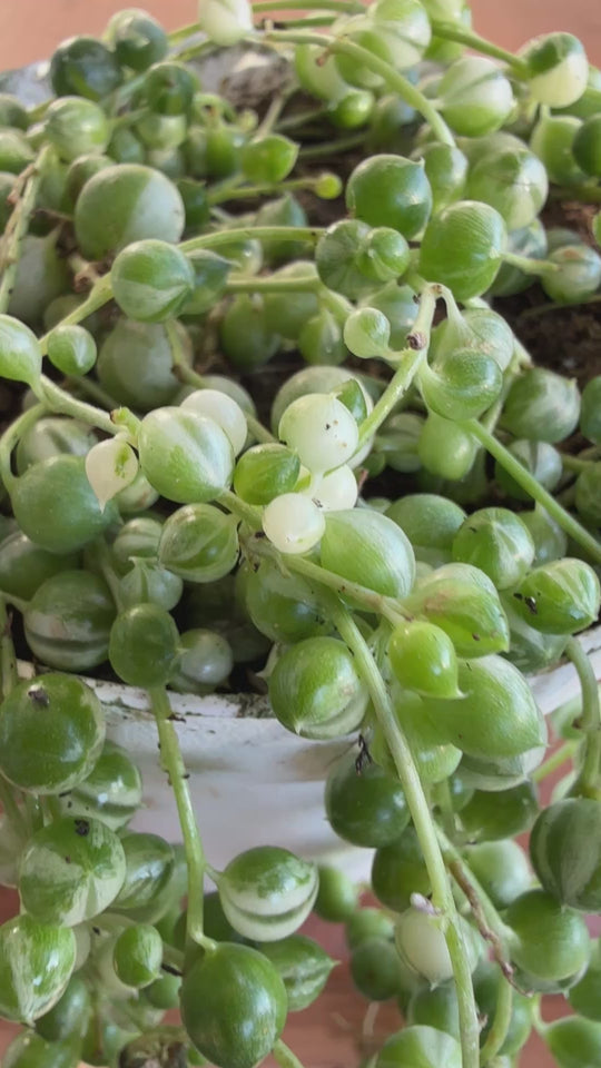 variegated string of peals
