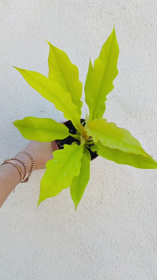 Golden Crocodile Philodendron video