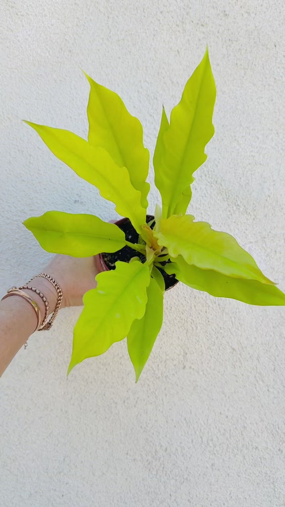 Philodendron Golden Crocodile in 4” Pot – Tropical Houseplant – Plant Vault