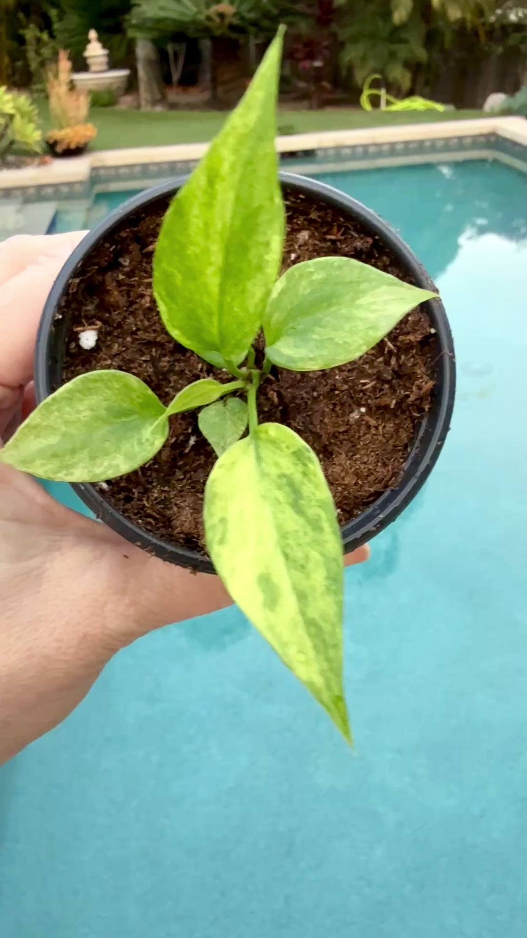 Rare Anthurium pallidiflorum variegated