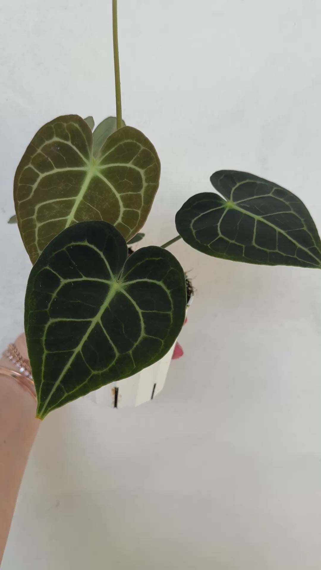 Anthurium Clarinervium 'Dark Form' for sale 