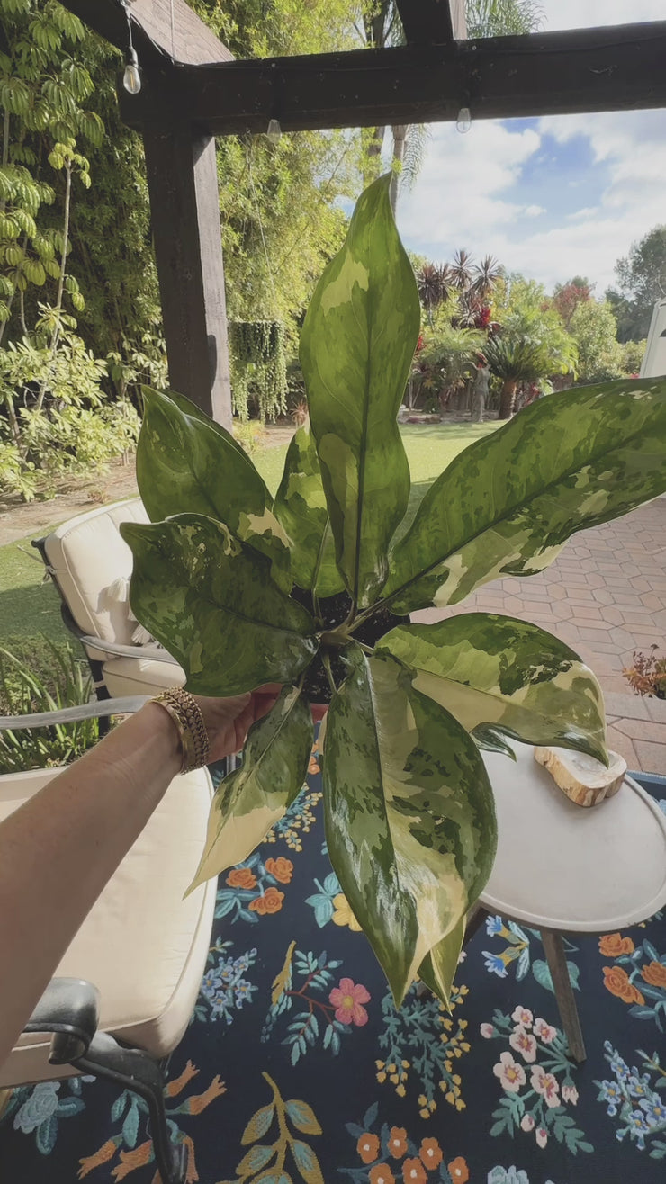 Aglaonema Manila Pride Variegated – Plant Vault
