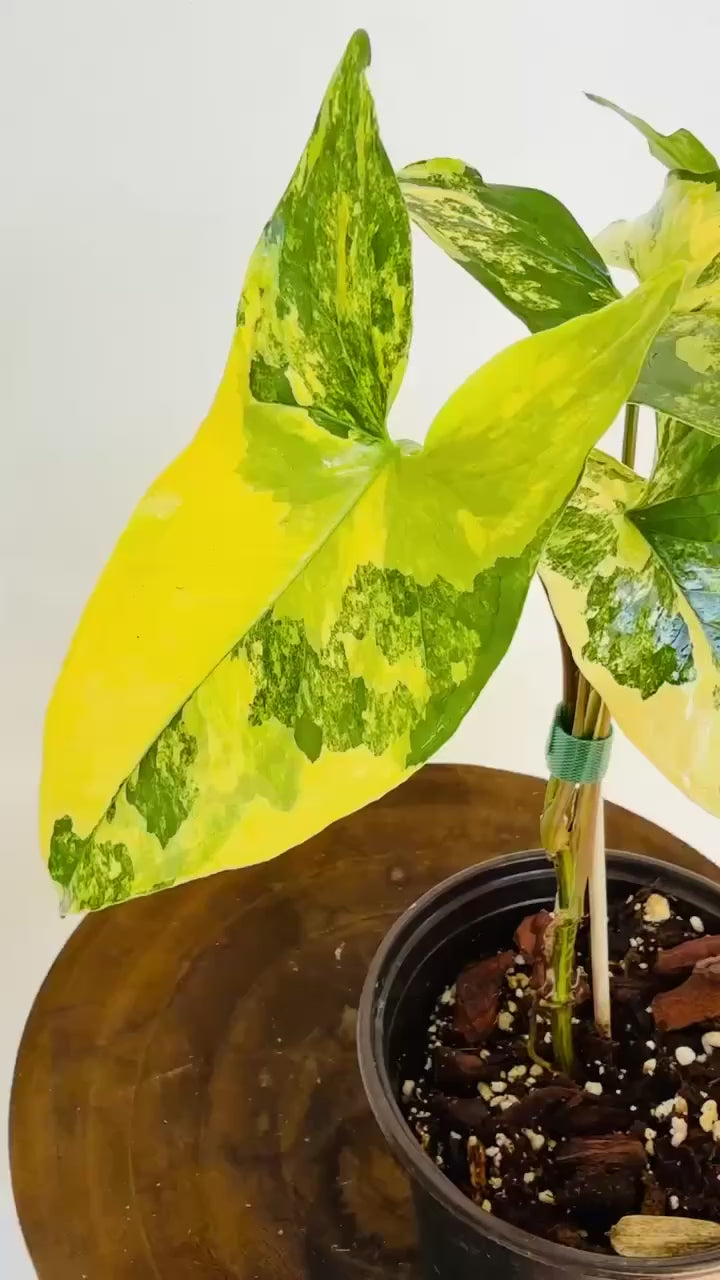 Plant Vault Syngonium Aurea - Thumbnail 3