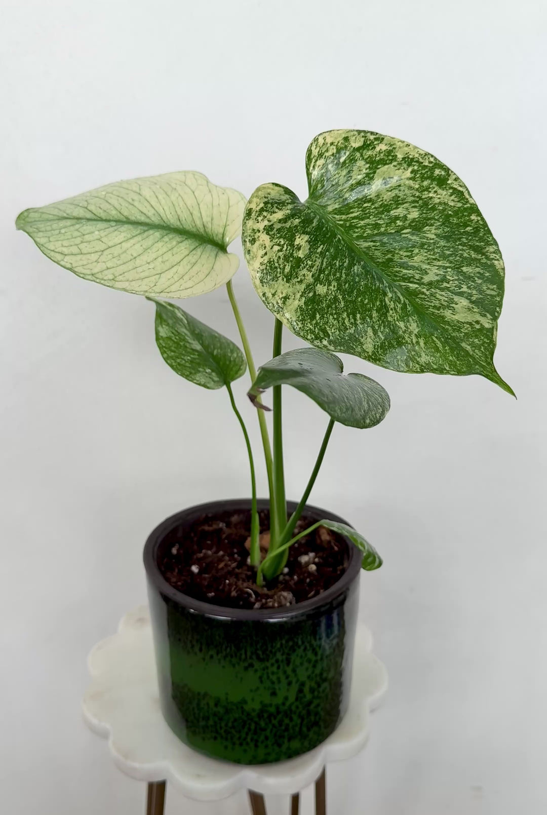 Monstera Mint Variegated