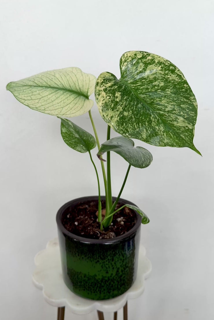 monstera mint large form Monstera Mint Variegated (Large Rare Plant!) – Plant Vault