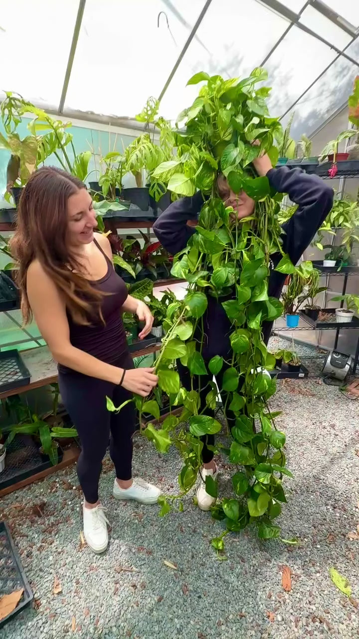 XL Golden Pothos