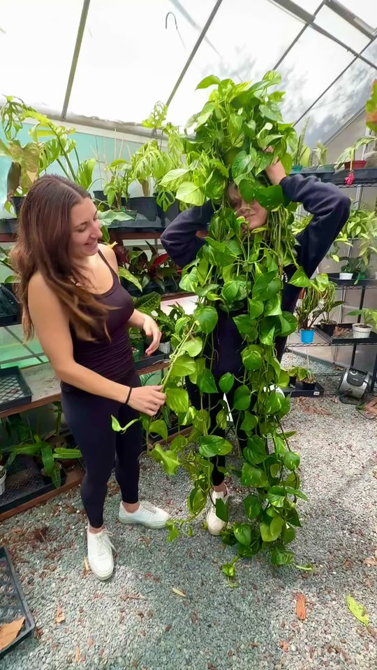 XL Golden Pothos