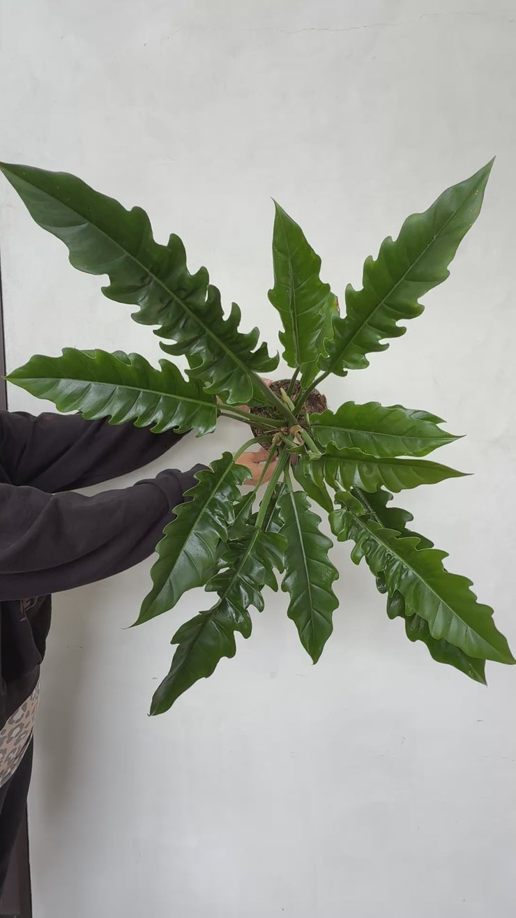 Philodendron Jungle Boogie  Plant Vault