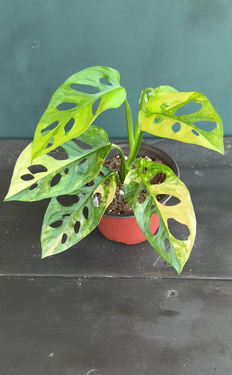 monstera adansonii aurea Monstera Adansonii Aurea – Plant Vault
