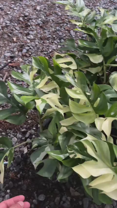 Rare Ginny Albo Variegated - Rhaphidophora video 