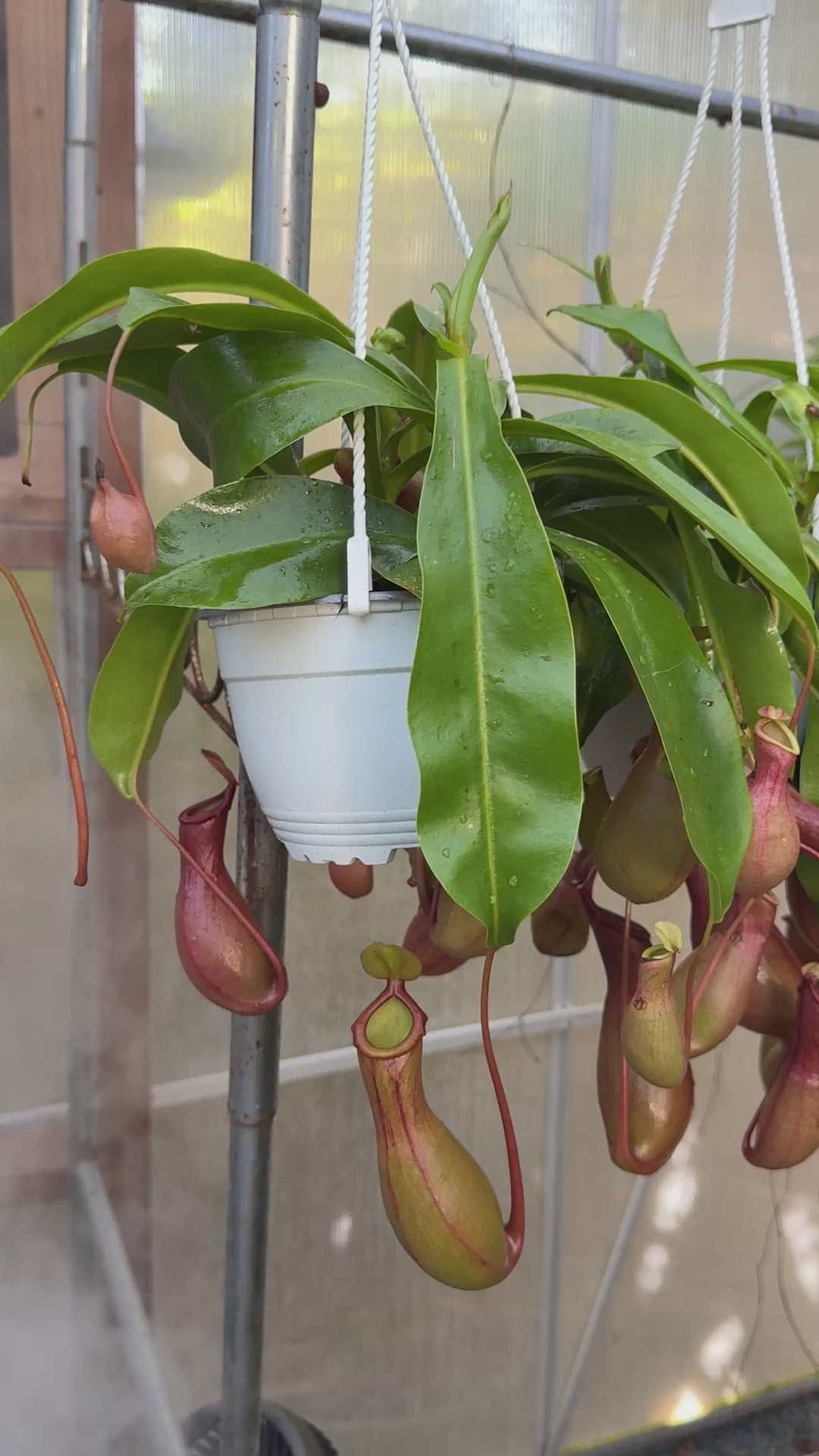 Monkey cup plant – Plant Vault