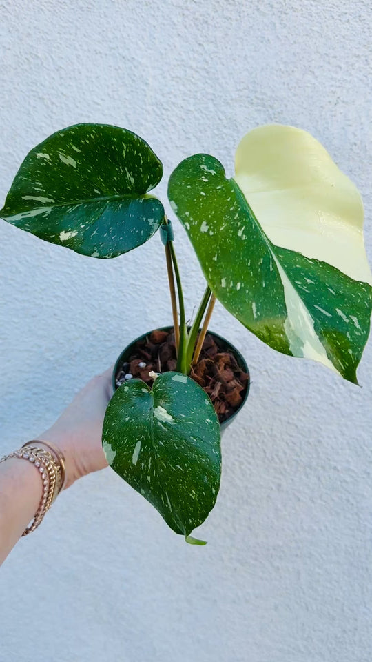 Thai Constellation-2 video