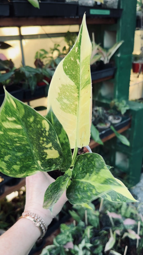 Green Congo Nuclear Variegated Philodendron Houseplant - Rare plant shop - Plant Vault
