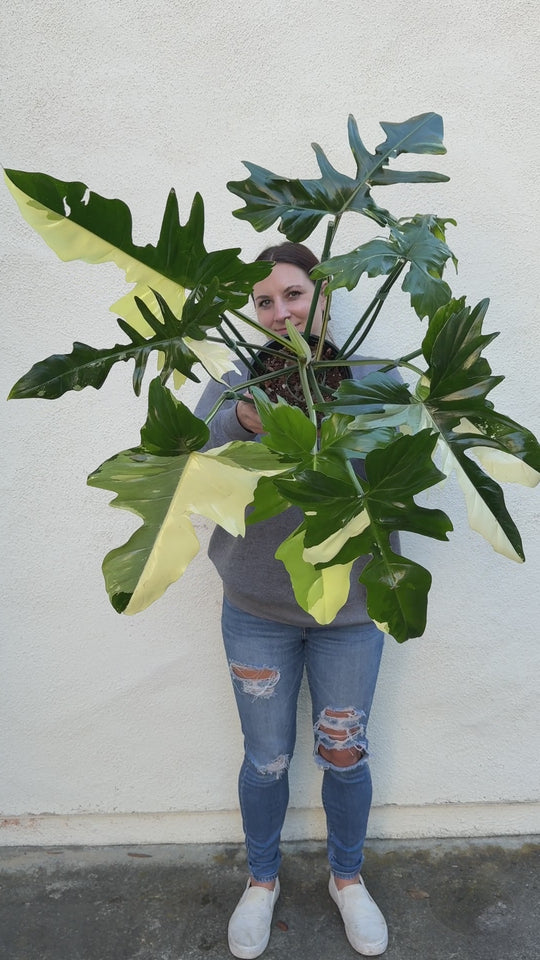 Philodendron Golden Dragon vid