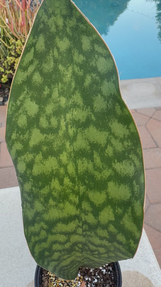 Whale Fin Sansevieria / rare snake plant