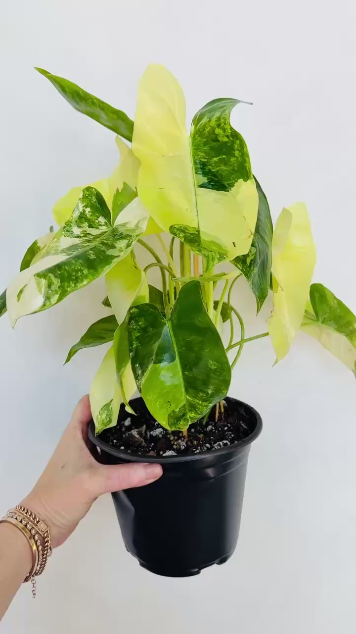 Variegated Burle Marx - Thumbnail 3